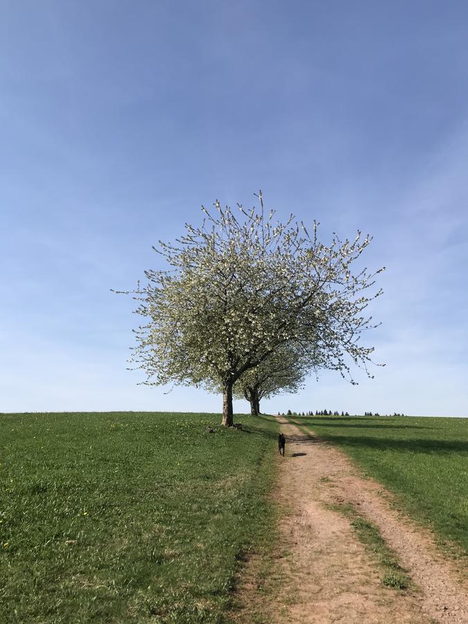 Schwarzwaldmaedel Daire Sankt Peter Dış mekan fotoğraf